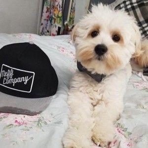 Meet your Posher, Sophara